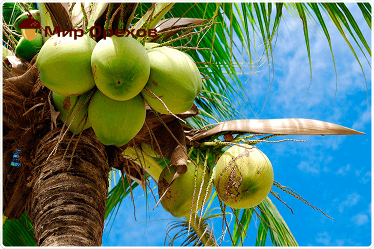 как растут кокосы