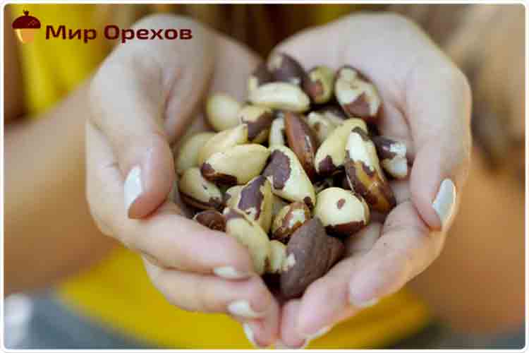 бразильский орех чем полезен