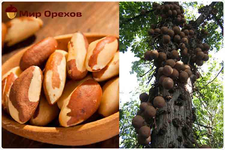 бразильский орех дерево